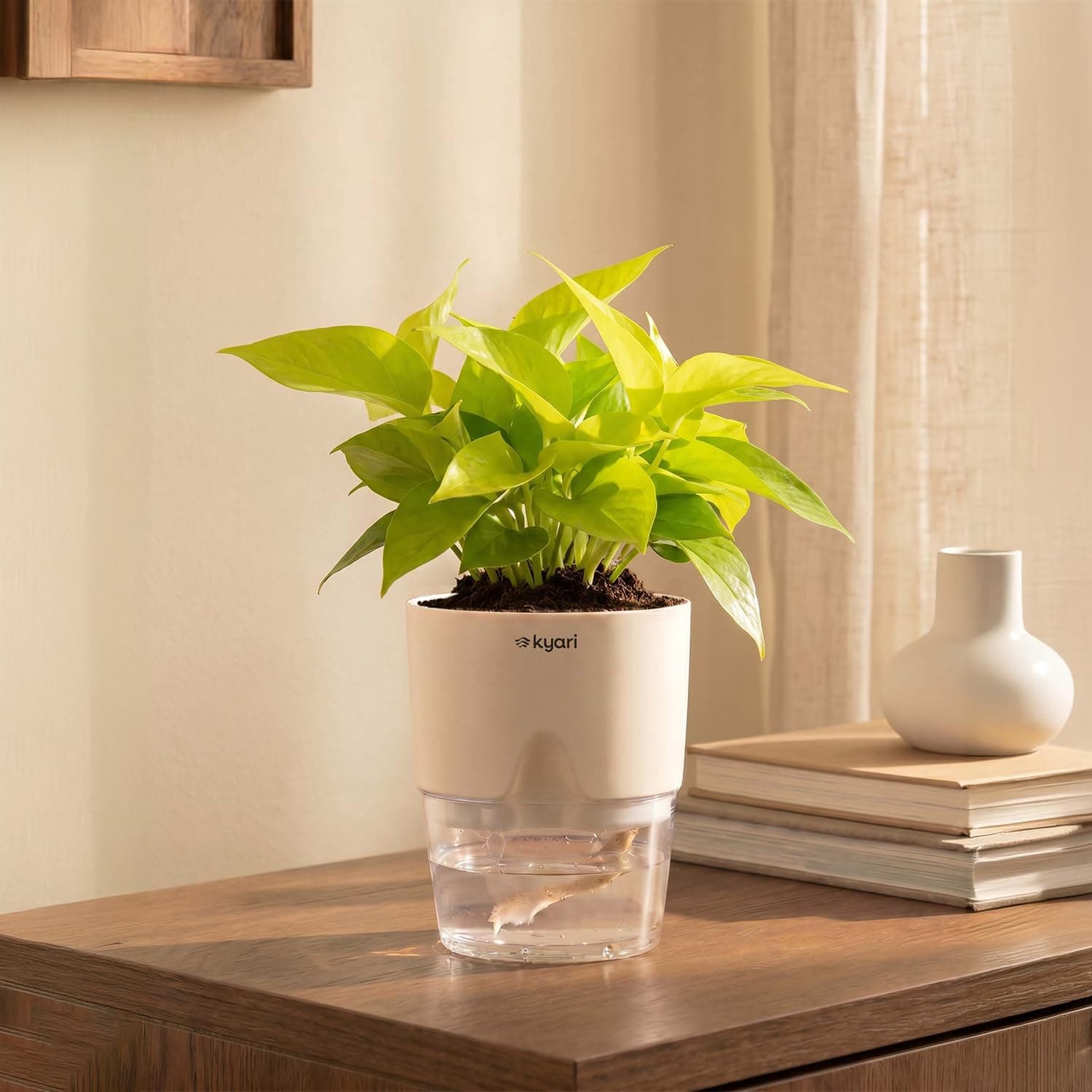 KYARI Golden Money Indoor Plants for Living Room | Live Plants | Plants with White Self Watering Pot for Home | Air purifier plants | Plants for Home ...